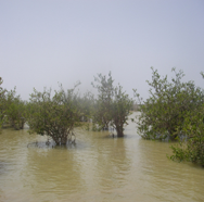 Regeneración de manglares