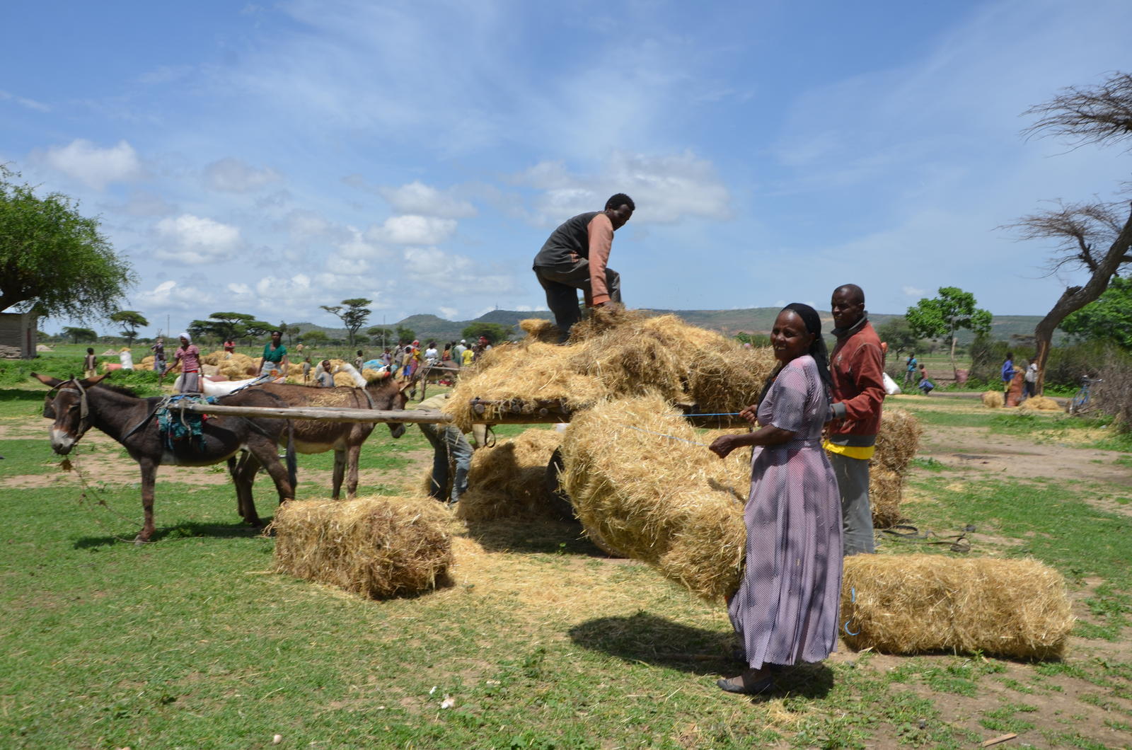 Ila Robale collects livestock feed for her ox. SDG Fund/UN Women/Fikerte Abebe